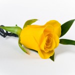 Package - pick boutonniere