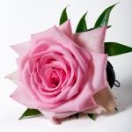 Package - Rose corsage